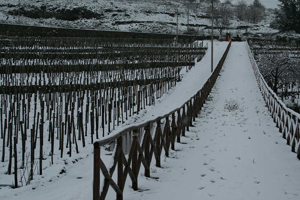 Palmento Costanzo - Etna