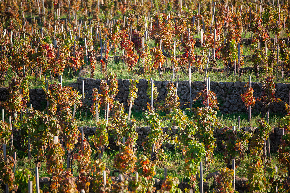 Palmento Costanzo - Etna