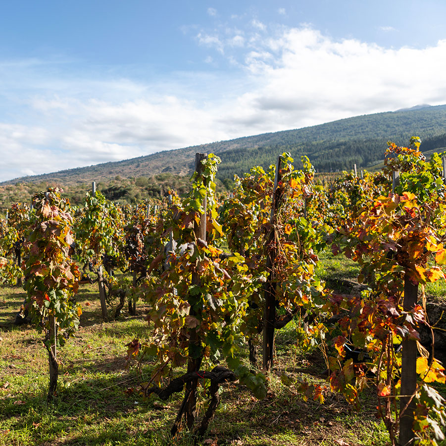 Palmento Costanzo - Etna
